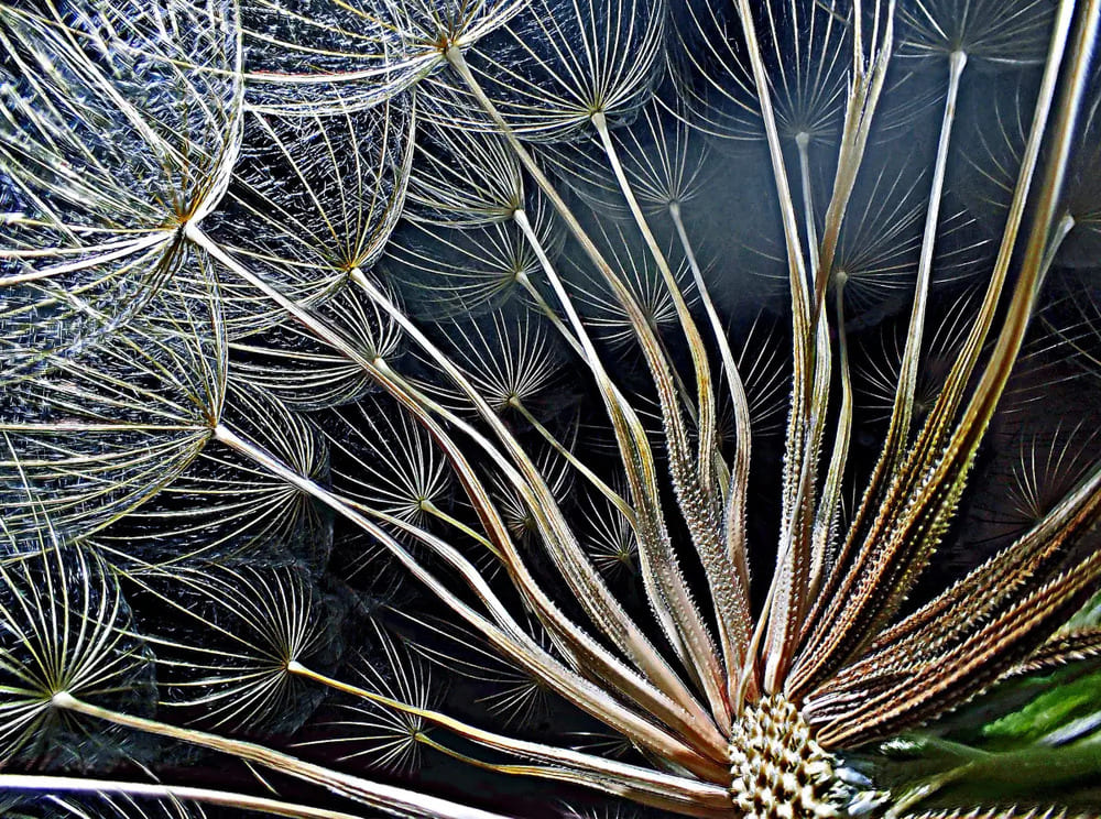 goatsbeard-flower-seeds